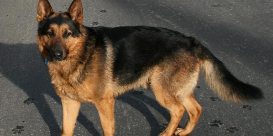 jerman german sheperd rev3