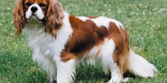 charles spaniel rev3