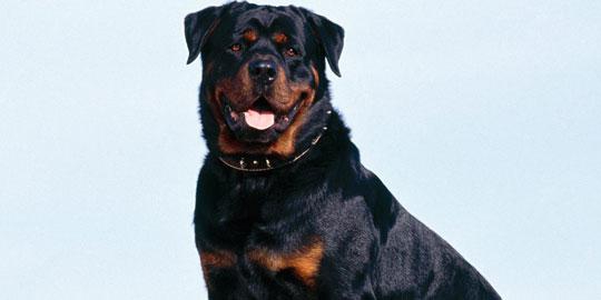 10 anjing paling mahal sejagat
