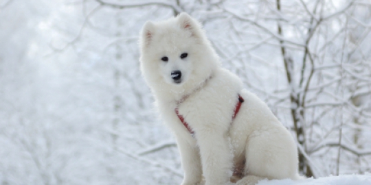 10 anjing paling mahal sejagat