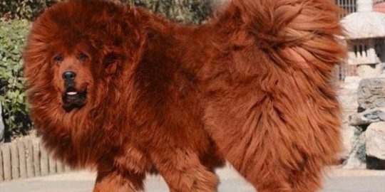 10 Anjing Paling Mahal Sejagat Merdeka Com