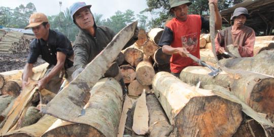 Ekspor kayu ke Uni Eropa tak terganggu isu sertifikasi