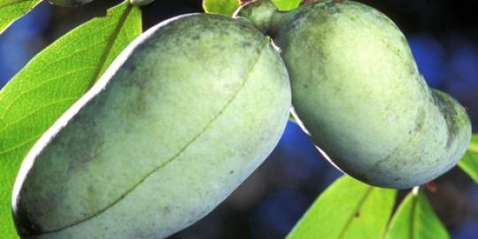 Impor hortikultura masih tak terbendung