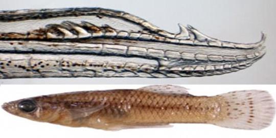 Ikan jantan di Meksiko punya penis yang mirip pancing