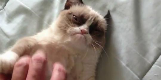 Kucing berwajah judes pikat penggemar Youtube