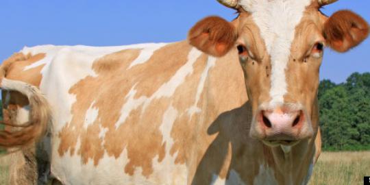 Kini, susu sapi anti-alergi telah diproduksi!