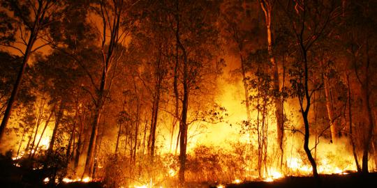 Hutan Gunung Sumbing terbakar