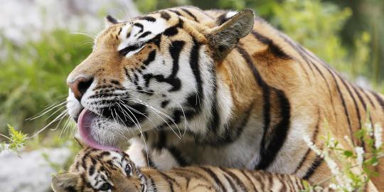 Harimau mati di pesawat saat terbang ke Jawa Timur