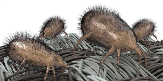 Kutu busuk bersarang dalam telinga pria Taiwan