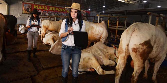 Cerita Doni, pekerjakan SPG cantik jual sapi kurban 