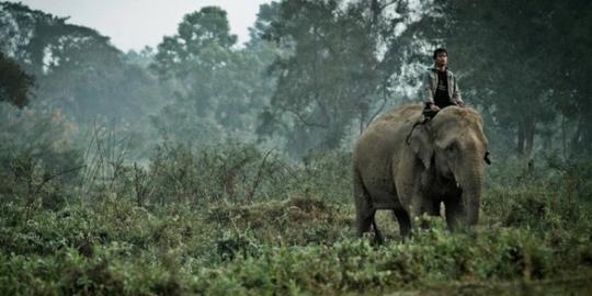 Kopi termahal di dunia berasal dari kotoran gajah