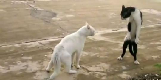 Video binatang jago kungfu