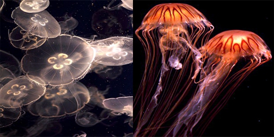 jellyfish rev1