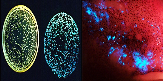 bacteria rev1