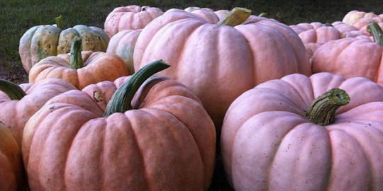 Petani Minnesota tanam labu warna pink