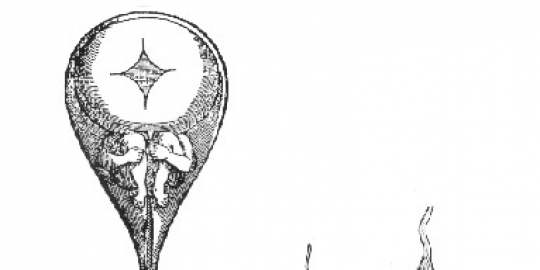 sperma
