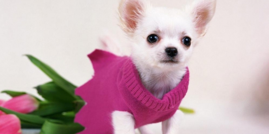 10 jenis anjing mungil terpopuler