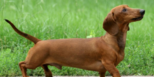 10 Jenis Anjing Mungil Terpopuler Merdeka Com