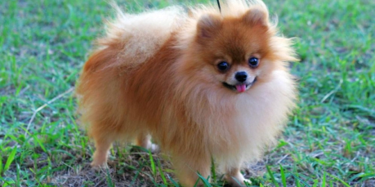 10 jenis anjing mungil terpopuler
