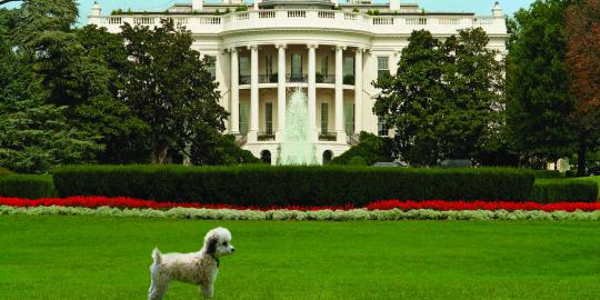 6 Hewan peliharaan di balik Gedung Putih