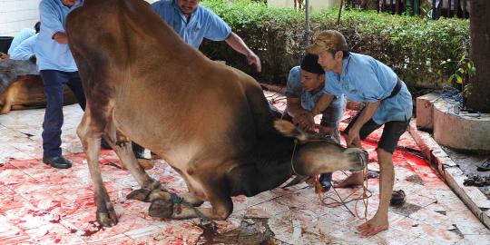 Penyembelihan hewan kurban di Masjid Sunda Kelapa