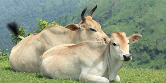 Sapi melawan saat ingin dikurbankan
