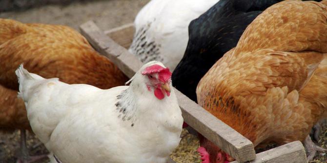 Setubuhi binatang, pelaku lihat ayam seperti gadis cantik 