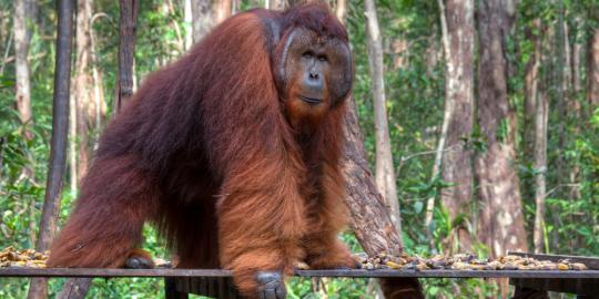 Orangutan gigit empat jari warga Sampit hingga nyaris putus