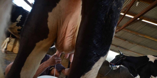 bersetubuh dengan sapi rev1