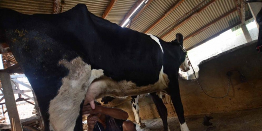 sapi betina rev1