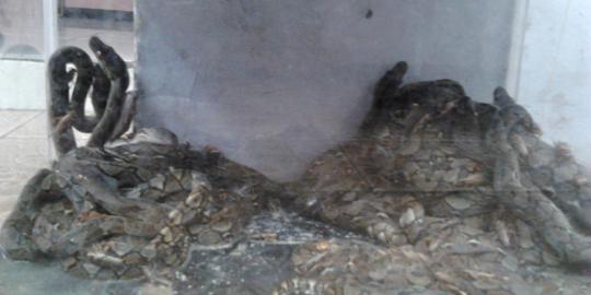 19 Anak ular sanca di Kali Cipinang gegerkan kampung Makasar