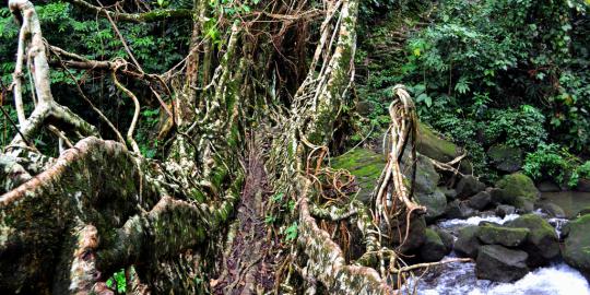 Ummunoi, jembatan hidup tertua di India 