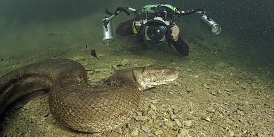 Ditemukan, Anaconda raksasa sepanjang 8 meter