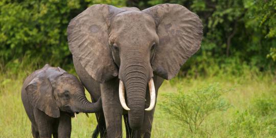 Gajah Sumatera diprediksi punah lima tahun lagi