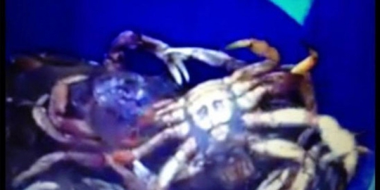 bin ladin di tubuh kepiting rev5