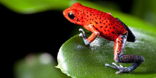 Koleksi 10.000 katak hidup pecahkan rekor dunia