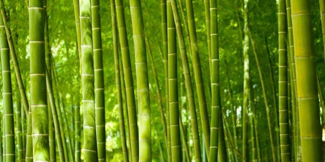 Kades: Mediasi kasus pemotongan bambu gagal dilakukan 