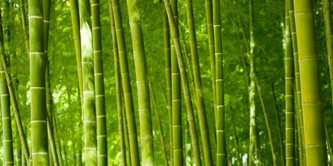  Kasus penebangan batang  bambu  tak layak masuk pengadilan 