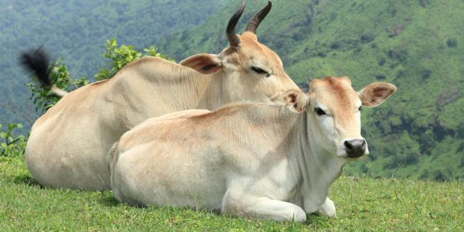 Rumah Potong Hewan Harus Mampu Potong 1 500 Sapi Per Hari