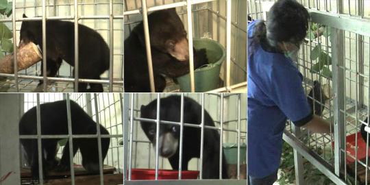 Kasihan, bayi beruang madu dijual lewat online