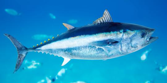 Ikan tuna seberat setengah ton berhasil ditangkap!