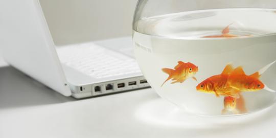 5 Jenis ikan untuk menghias meja kerja