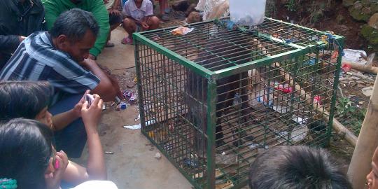 'Babi ngepet' datangkan rezeki di kampung Palalangon