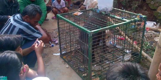 Benarkah bagong yang ditangkap di Cianjur babi ngepet? 
