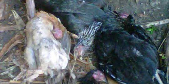 Puluhan ayam warga lereng Merapi mati secara misterius