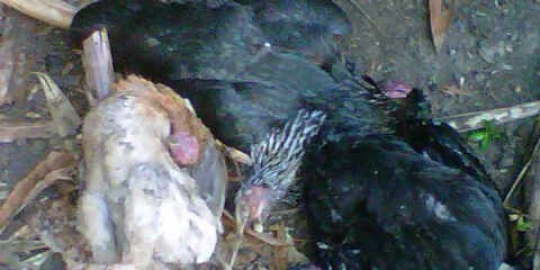 ayam tiren rev1