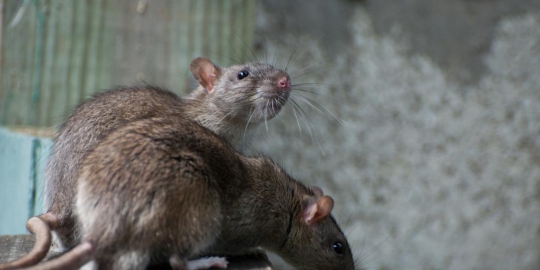 tikus rev1