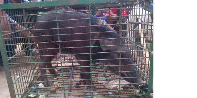 5800 Gambar Hewan Babi Ngepet Terbaik
