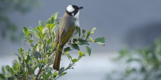 Kotoran burung, rahasia di balik kecantikan Geisha