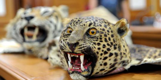 2 Macan dahan masuk kampung, warga Tanjung Jabung Timur resah